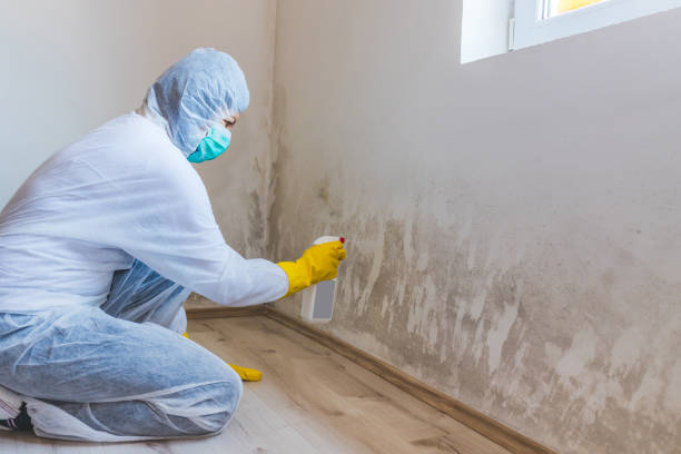 Licensed Mold Remediation service in Portland, MI - 24 Hour Mold Removal