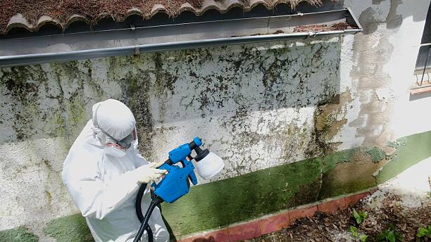 Top rated local Mold Remediation specialists in Portland, MI
